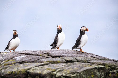 Puffins    Coastal Perch in the Wilderness