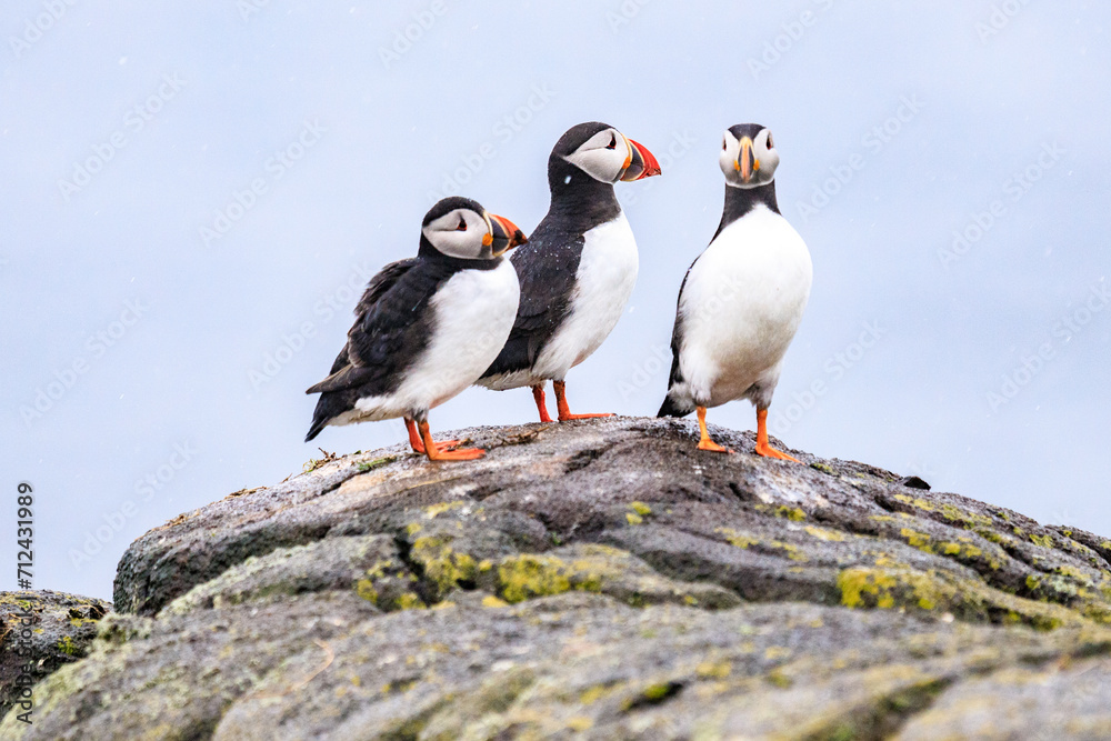 Fototapeta premium Puffins’ Coastal Perch in the Wilderness