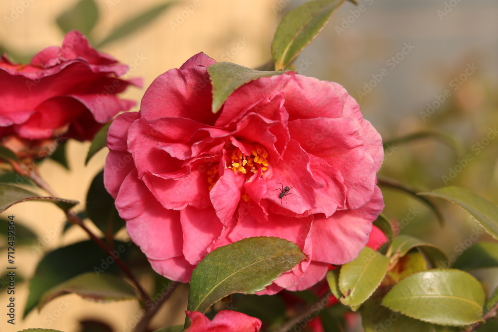 Obraz premium Ant on pink sasanqua petals