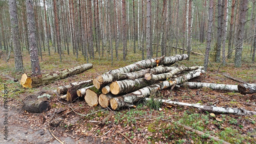 Sanitary felling of trees at the edge of the forest resulted in a stack of birch logs on the ground for further transportation for industrial processing. Overcast fall weather and fallen leaves Sanitary felling of trees at the edge of the forest resulted in a stack of birch logs on the ground for further transportation for industrial processing. Overcast fall weather and fallen leaves