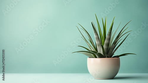 green aloe plant in white pot on light background 