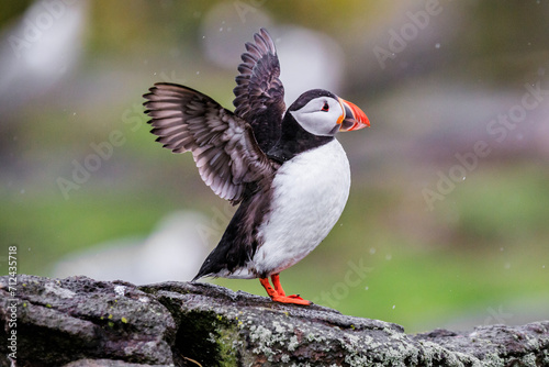 A Puffin Spreads Its Wings Amidst Nature’s Beauty © Bossa Art