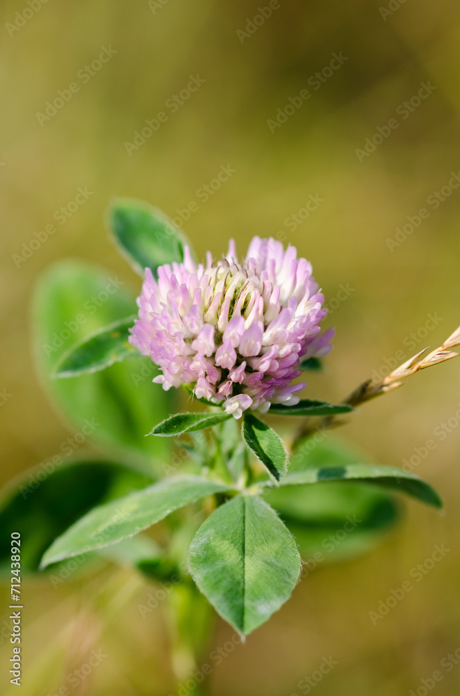Red Clover flower growing in a field Red Clover flower growing in a field