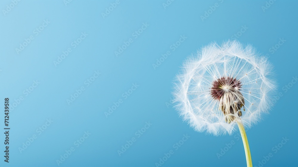 A single dandelion seed head against a clear blue sky, symbolizing simplicity and the beauty of nature