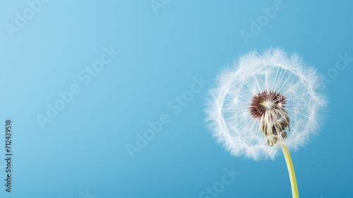 A single dandelion seed head against a clear blue sky  symbolizing simplicity and the beauty of nature