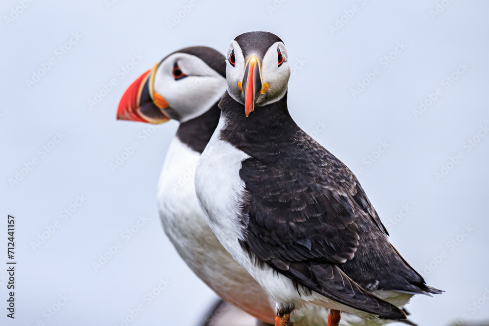 Naklejka premium Puffins Perched Peacefully on Rocky Cliff Edge