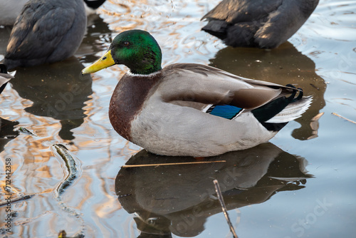 Mallard Duck in Natural Habitat