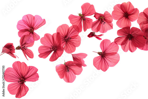 flower geranium petals flew isolated on white background