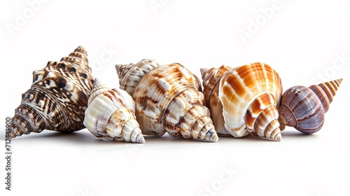 Pristine seashells on a blank backdrop. Superior image.