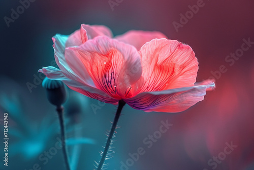 A poppy with petals in a bold mix of neon pink and electric green, creating an unusual visual impact, © Natalia