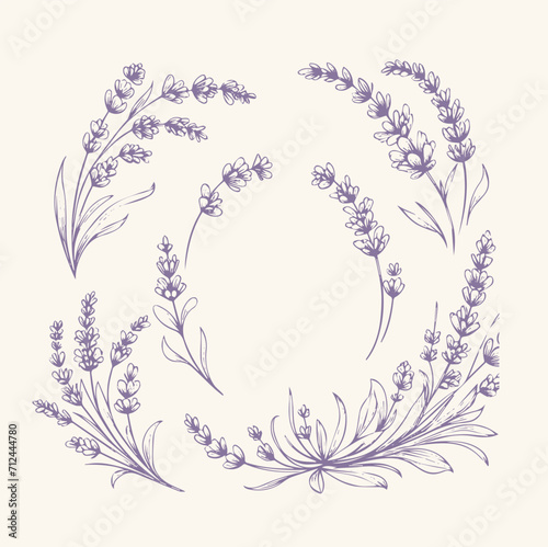 Lavender flowers set. Hand drawn lavender vector illustration.