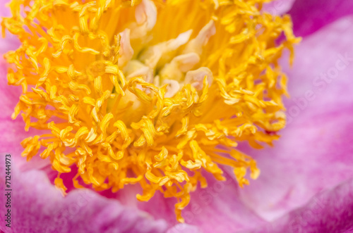 Pink and yellow peony flower in the garden