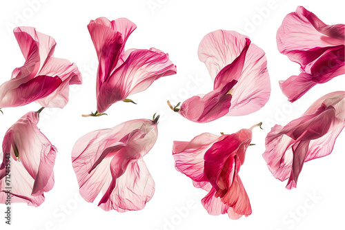 flower sweet pea petals flew isolated on white background photo