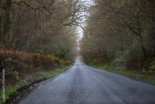 A Misty Morning Journey Through the Enchanted Forest Road