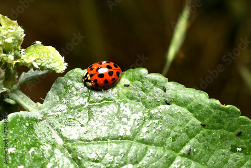 An Asian ladybug attacks a family of aphids.