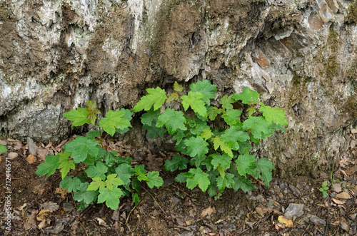 Plant with green leaves gowing under rock wall