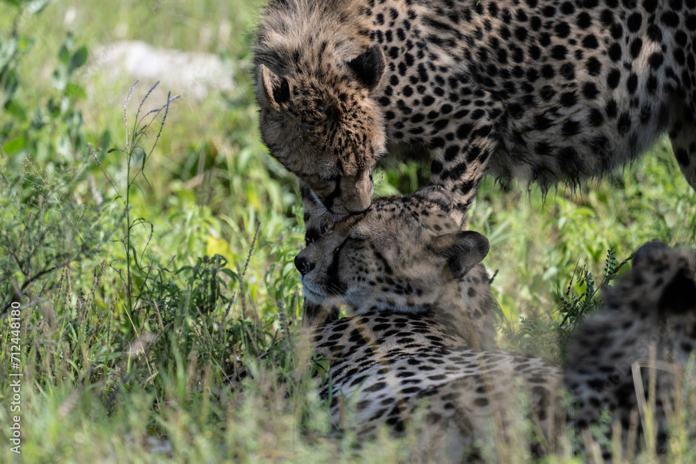 Obraz premium a family of cheetahs lies in the grass after a successful hunt in a green clearing in natural conditions in a national park in Kenya