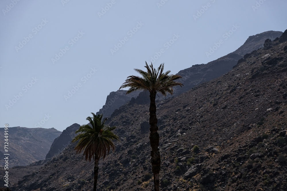 palm trees infront of vulcanic mountains palm trees infront of vulcanic mountains