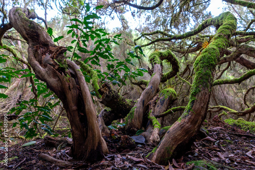 Beautiful nature closeup of some trunks full of moss and green leaves with dry leaves on the ground in the Anaga natural park, Tenerife, Spain, Europe