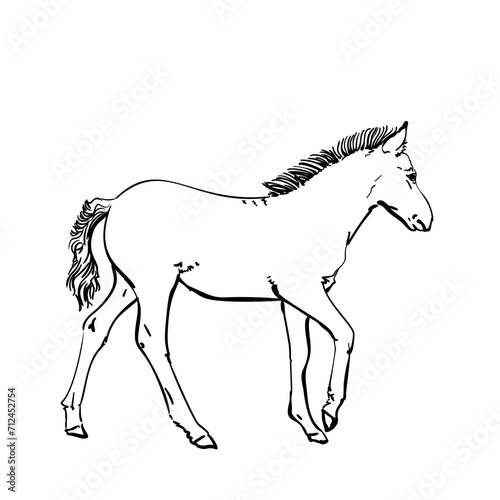 Foal hand drawn vector illustration side view isolated, Walking small horse sketch black line on white background