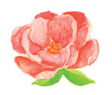 pink flower bloom watercolor 