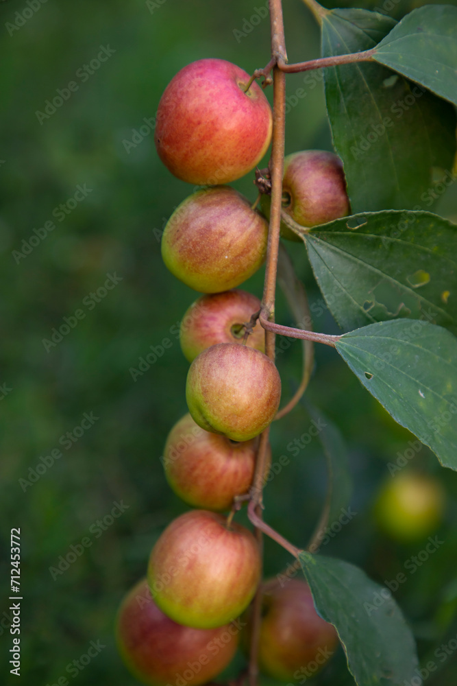 Red jujube fruits or apple kul boroi on a branch in the garden. Selective Focus with Shallow depth of field Red jujube fruits or apple kul boroi on a branch in the garden. Selective Focus with Shallow depth of field