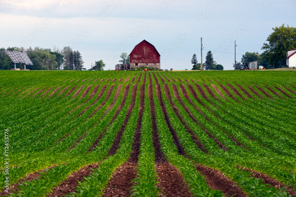 Green Fields