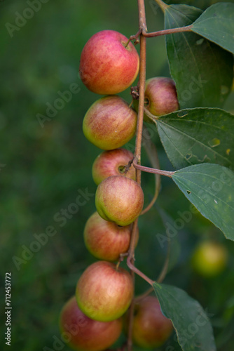 Red jujube fruits or apple kul boroi on a branch in the garden. Selective Focus with Shallow depth of field