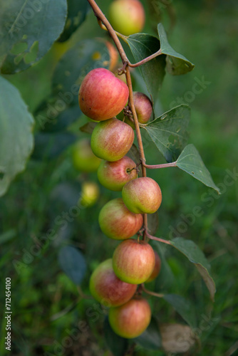 Red jujube fruits or apple kul boroi on a branch in the garden. Selective Focus with Shallow depth of field