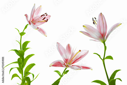 Lily flower isolated white background.