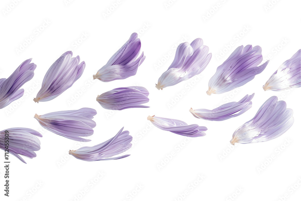 Fototapeta premium flower aster petals flew isolated on white background