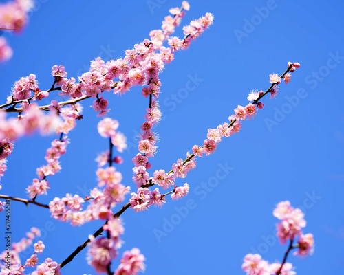 青空をバックにしたピンクの梅の花