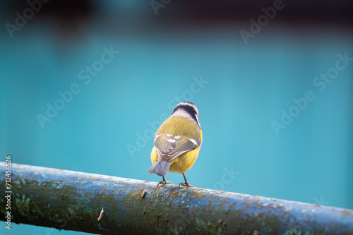 Bird Eurasian blue tit Cyanistes caeruleus in the wild. Songbird