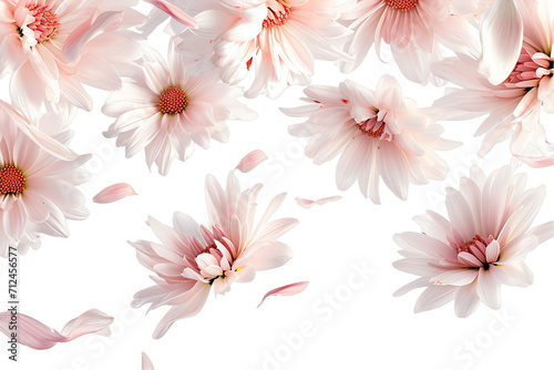flower Chrysanthemum petals flew isolated on white background