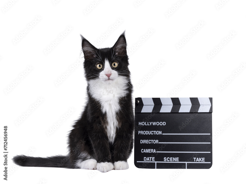 Cute black with white tuxedo Maine Coon cat kitten with naughty