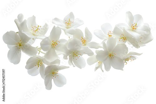 some flower jasmine petals flew isolated on white background