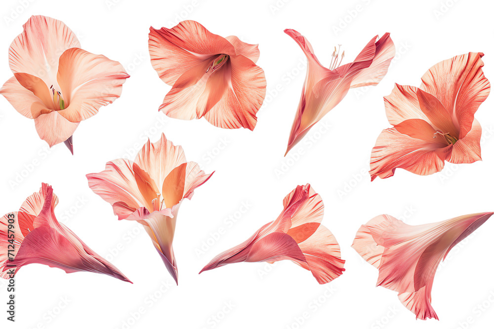 flower gladiolus petals flew isolated on white background