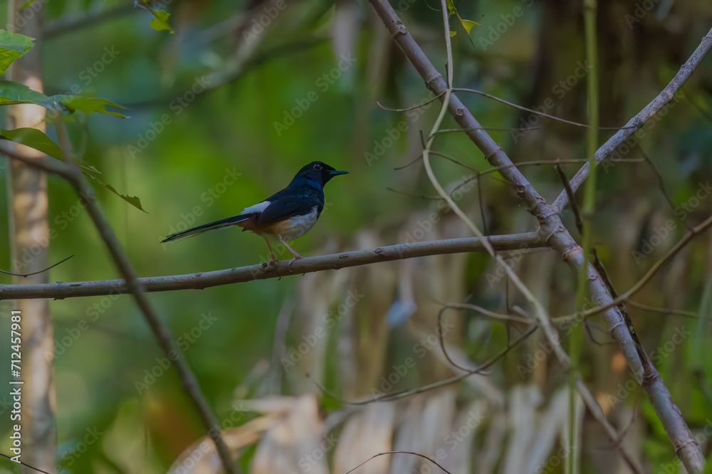 Andaman shama (Copsychus albiventris) at South Andaman, India Andaman shama (Copsychus albiventris) at South Andaman, India