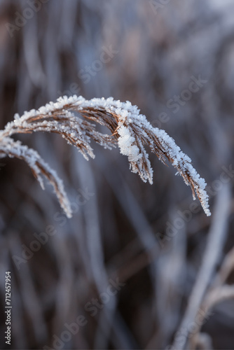 icy and snow-covered plants in a winter landscape