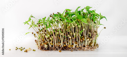 Organic mush microgreens sprouts with seeds isolated on white background
