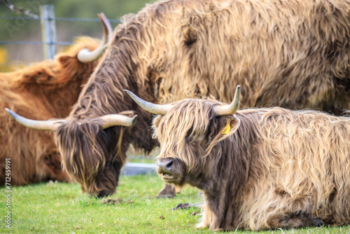 Highland Cattle Grazing Peacefully in the Green Pasture