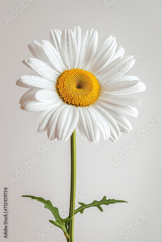 White daisy flower soft elegant vertical background  card template