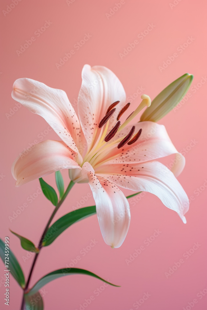 Fototapeta premium Pink lily flower soft elegant vertical background, card template