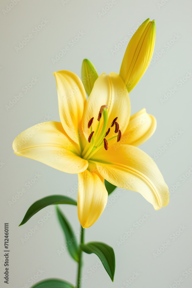 Yellow lily flower soft elegant vertical background, card template Yellow lily flower soft elegant vertical background, card template