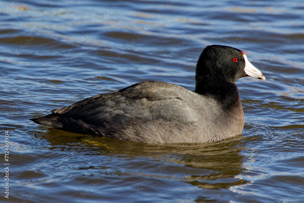 An American Coot paddling about on a winter morning. They're plump waterbirds with rounded heads and a sloping bills. Adults are dark grey all over with a white bill tipped in black. An American Coot paddling about on a winter morning. They're plump waterbirds with rounded heads and a sloping bills. Adults are dark grey all over with a white bill tipped in black.