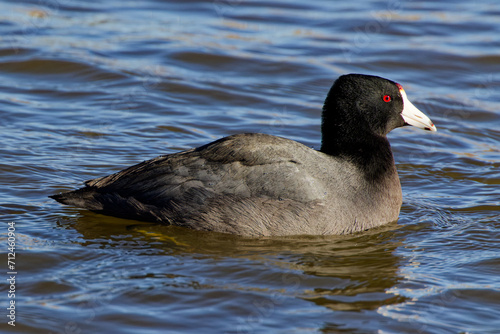 An  American Coot paddling about on a winter morning.  They're plump waterbirds with rounded heads and a sloping bills.  Adults are dark grey all over with a white bill tipped in black.