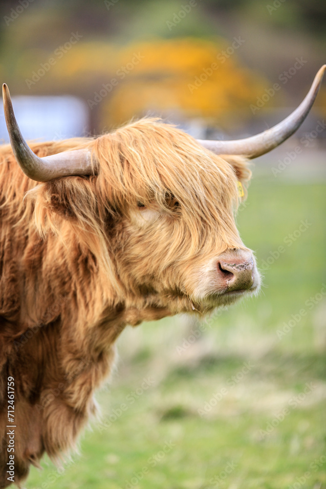 Majestic Highland cow grazing peacefully Majestic Highland cow grazing peacefully
