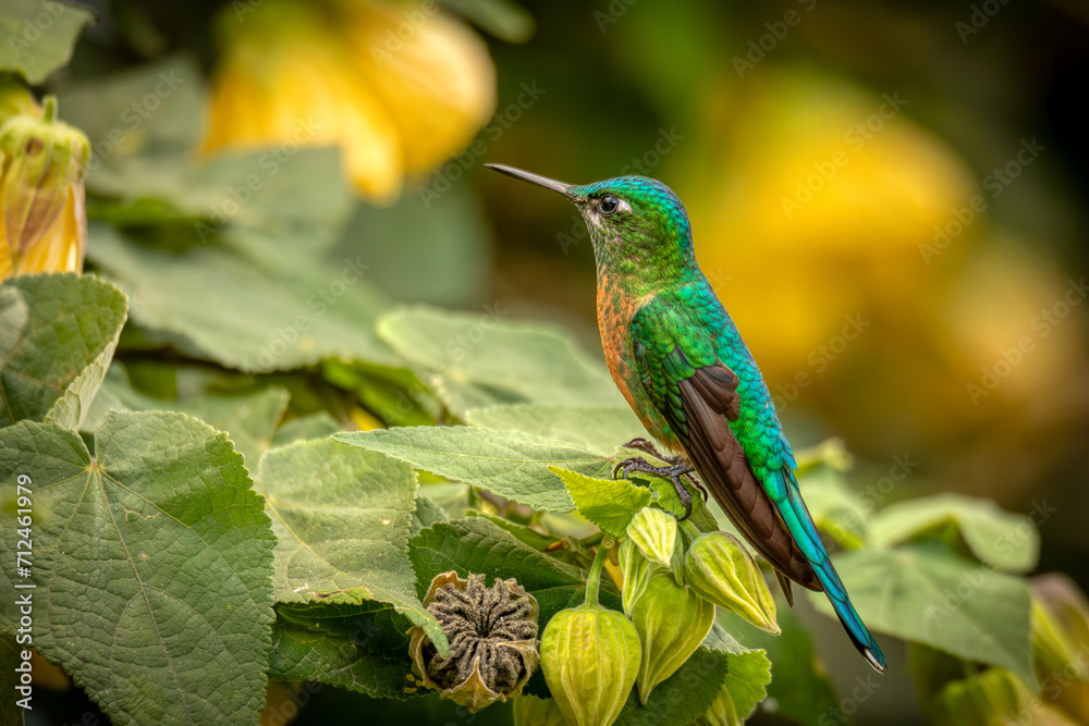 Fototapeta premium Long-tailed sylph (Aglaiocercus kingii) female, hummingbird species in the coquettes, tribe Lesbiini, subfamily Lesbiinae. Valle Del Cocora, Quindio Department. Wildlife and birdwatching in Colombia