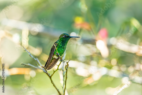 Western emerald (Chlorostilbon melanorhynchus), hummingbird species in emeralds, tribe Trochilini of subfamily Trochilinae. Minca, Sierra Nevada de Santa Marta. Wildlife and birdwatching in Colombia. photo