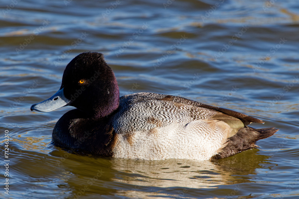A beautiful Lesser Scaup (Immature Male) paddling about on a winter morning. It is colloquially known as the little Bluebill or Broadbill because of its distinctive blue bill. A beautiful Lesser Scaup (Immature Male) paddling about on a winter morning. It is colloquially known as the little Bluebill or Broadbill because of its distinctive blue bill.